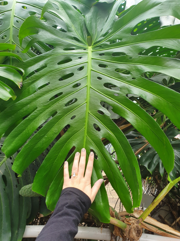 How to Care for a Monstera Deliciosa Plant 1 Monstera Deliciosa plant