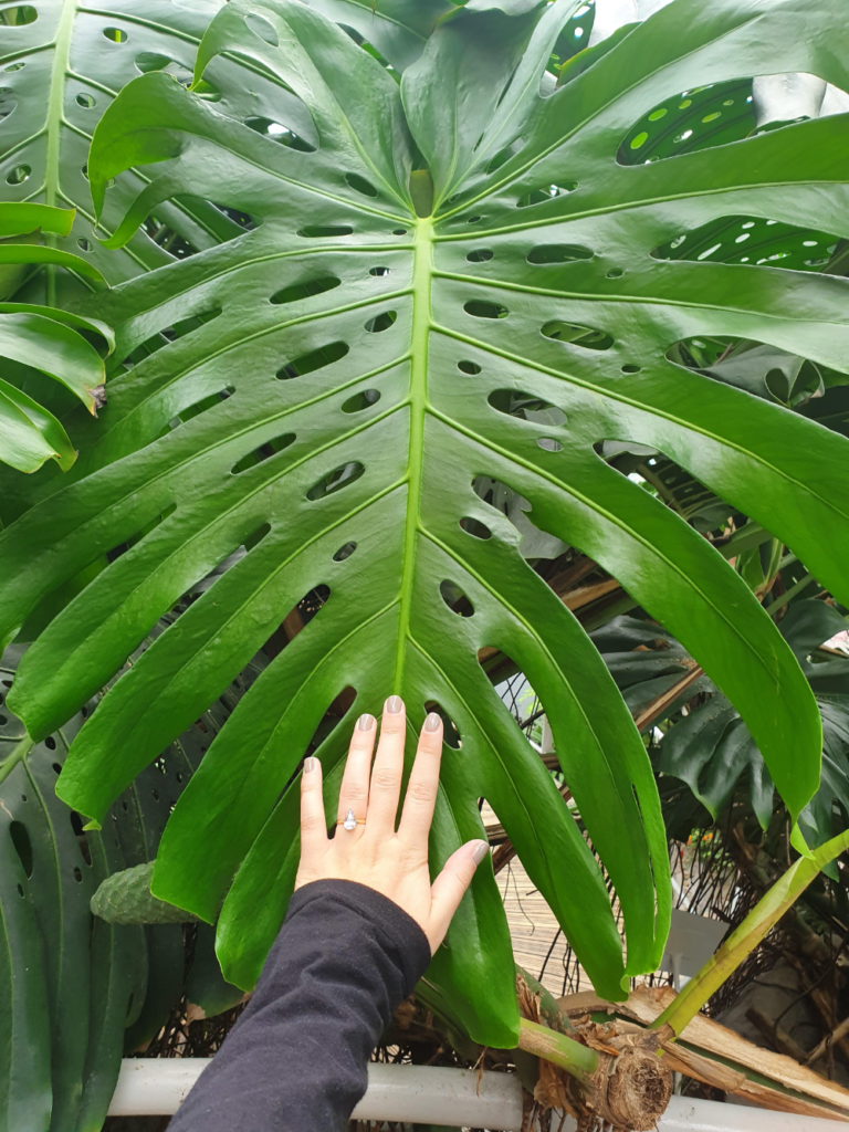 Monstera Deliciosa plant