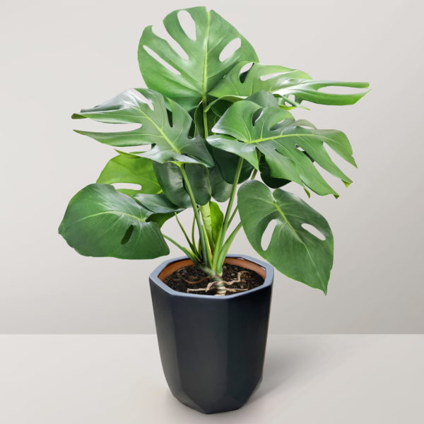 Monstera Deliciosa