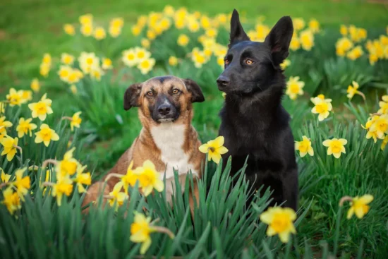 Top 10 Poisonous Plants for Dogs Keeping Your Canine Safe in Your Landscape