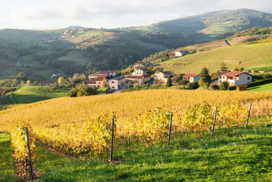 The Most Scenic Wine Regions for Wine Lovers