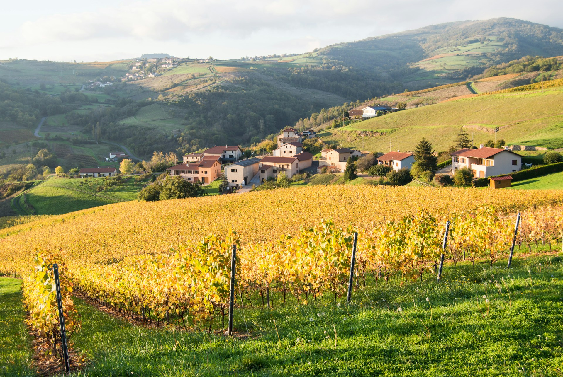 The Most Scenic Wine Regions for Wine Lovers