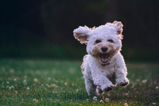 Photo Singing dog